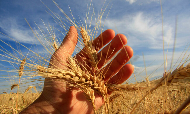 аграрии поле зерно колосок-руки