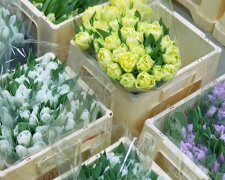 Подорожание цветов в Днепре, 8 марта