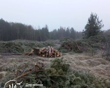 незаконна вирубка, Держекоінспекція