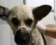 Днепрян призывают спасти выброшенную собаку, кадры: "Жила у людей, а потом стала ненужной..."