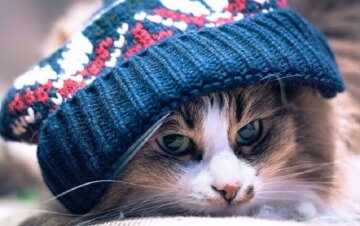 кот-похолодание