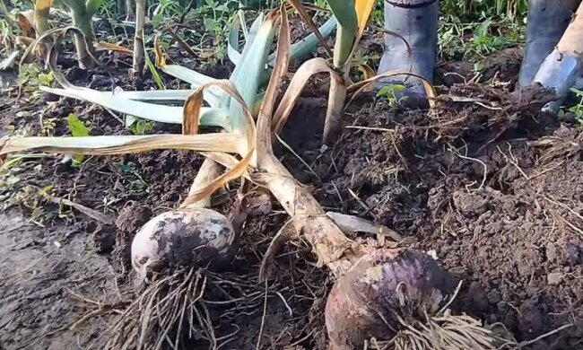 когда копать чеснок