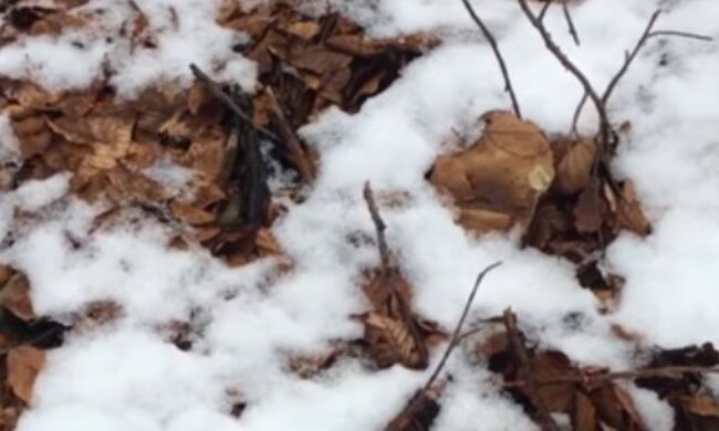 "Закрив сезон": українці посеред снігу в лісі знаходять білі гриби, фото