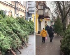 Ялинкові базари заробили в Одесі: де і за скільки можна купити новорічне дерево, кадри