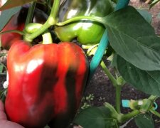 Как правильно посеять и получить небывалый урожай перца: секреты опытных огородников