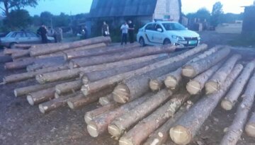 Масову вирубку лісу влаштували на Харківщині: залишилися одні пеньки, фото