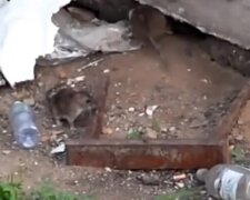 Зграї щурів заполонили центр Одеси, з'явилося відео: "Господарі району вийшли на прогулянку"