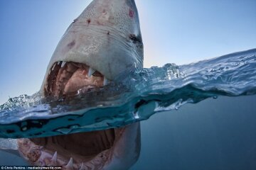 Синеглазые монстры: биолог сделал уникальные фото акул с близкого расстояния (фото)