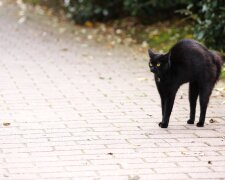 кот черный кошка