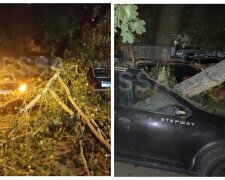 Огромное дерево рухнуло посреди двора в Одессе, много пострадавших: кадры ЧП