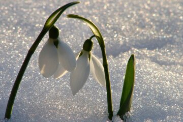 прогноз погоды на март подснежники