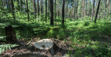 Сотні окупантів дезертирували і ховаються в лісах України: "Голодні і злі"