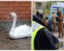 "Сидел под стенами больницы": в Одессе бросились спасать раненного лебедя, кадры