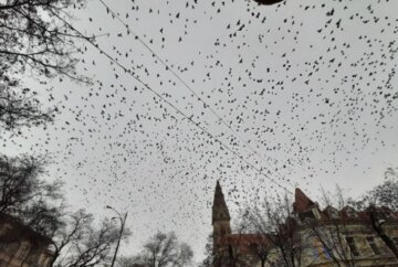"Обережно, в центрі бомбардування": тисячі птахів заполонили Одесу, неймовірні кадри