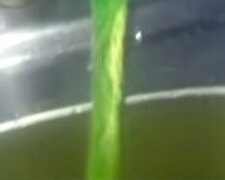 Зеленая вода в трубах одесситов: сделано важное предупреждение