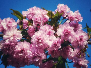 весна цветы погода сакура