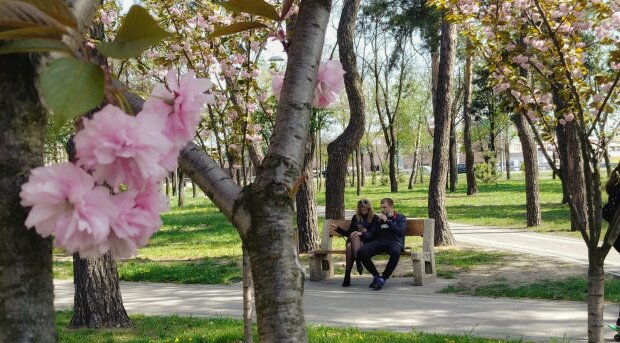 весна погода парк сакура