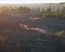 Пожежі змусили рятуватися втечею рідкісних тварин на Київщині: лякаюче відео з місця