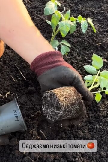 розсада помідорів