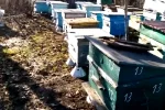 «Вот это начало 2021 года»: видео аномалии в Одесской области, проснулись даже пчелы