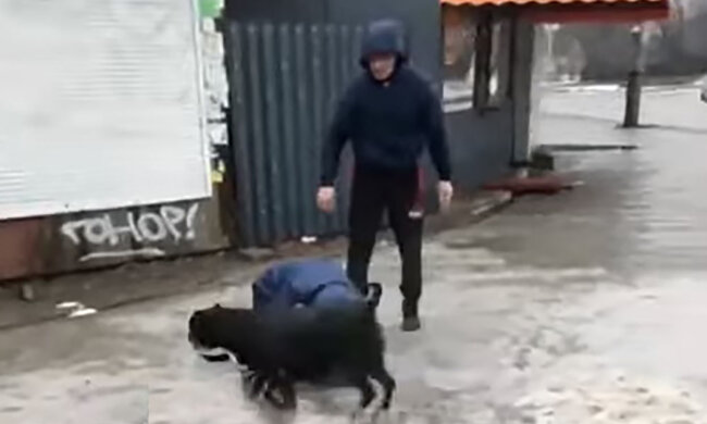 Бойцовские собаки напали на женщину в Днепре, видео: «Владелец пытался унять…»