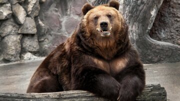 В зоопарке медведь выкопал снаряд времен Второй мировой войны