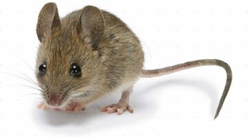 На таможне мыши съели две тонны орехов (видео)