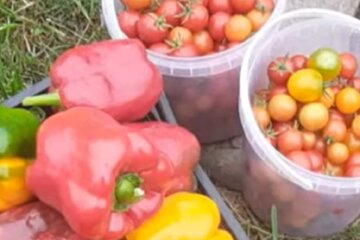 перец и помидоры