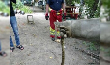 нашествие змей в Днепропетровской области, фото