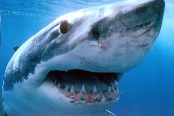 акула, море