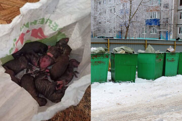Новорожденных щенков выбросили в мусорный бак в Днепре: «Надеюсь, малыши выживут»