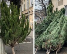 Харьковчанам продают новогодние елки по баснословной цене, фото: "Узнавали только что"