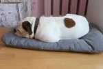 собака