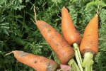 Дефіцит моркви в Одеській області