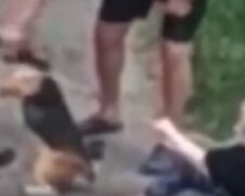 Неадекватний господар нацькував бійцівського пса на перехожих у Києві, відео: "Гребіться самі"