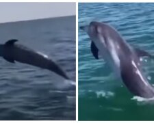 Дельфіни підпливли до самого берега в Одесі, яскраве відео: поки немає відпочиваючих