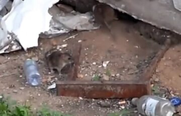 Стаи крыс заполонили центр Одессы, появилось видео: "Хозяева района вышли на прогулку"