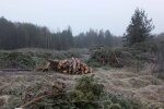 незаконная вырубка, Госэкоинспекция