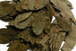 Лавровий лист може допомогти у боротьбі з комахами: стара хитрість
