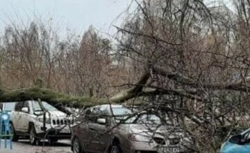 ЧП в Харькове: дерево рухнуло прямо на проезжую часть, движение заблокировано, фото