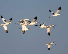 Рідкісні птахи прилетіли і принесли весну на Одещину, кадри: "вперше так рано"