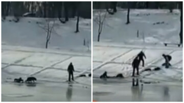 "Просто неймовірно": пес у Києві врятував хлопчика, що провалився під лід, драматичні кадри
