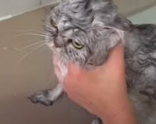 Злий мокрий кіт