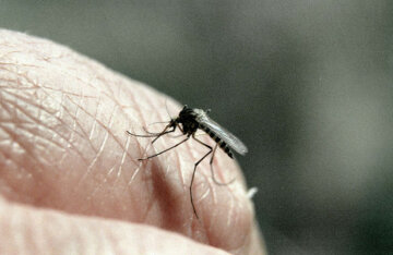 комар, лихорадка