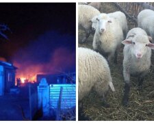 Масштабный пожар разбушевался на Одесчине, погорели сотни животных: "спасти удалось всего 13"