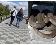 На одесском пляже  встретили огромную змею, кадры: "Они до таких размеров вырастают?"