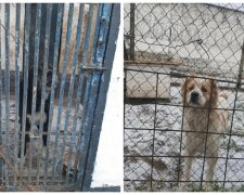 На Киевщине десяток служебных собак бросили на произвол судьбы, кадры: "Запасов пищи почти нет"