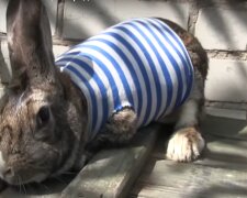 В АТО показали пасхального кролика-талісман (відео)