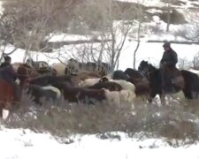 Атака шакалов на жителей Одесчины, история получила неожиданный поворот: "Слышали вой..."