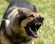 Пьяный дебошир спустил на полицейских своего бойцовского пса (видео)